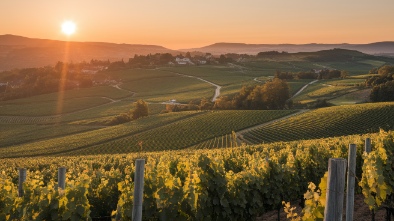 retzlaff vineyards