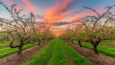 the orchards